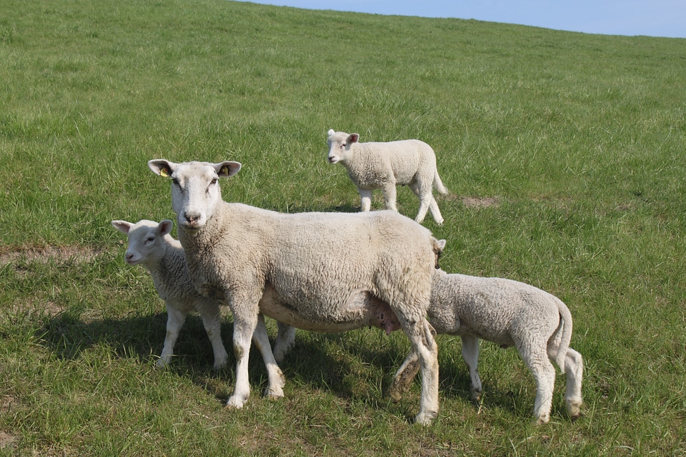 Dike nordfriesland meadow
