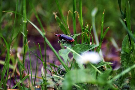 Insect lawn environment