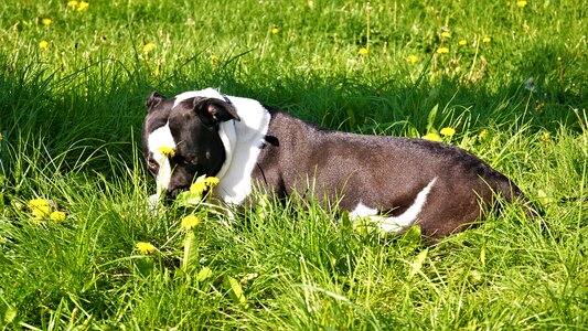 Animal nature dog