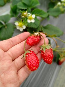 Berry leaf strawberry