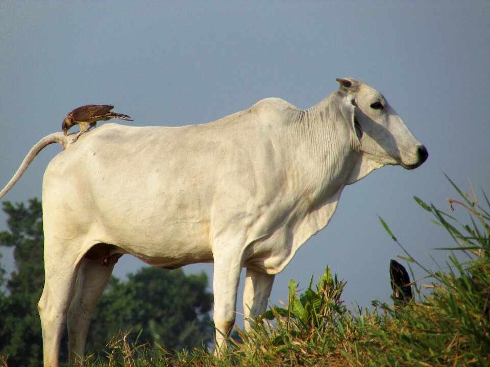 Nature animal toro