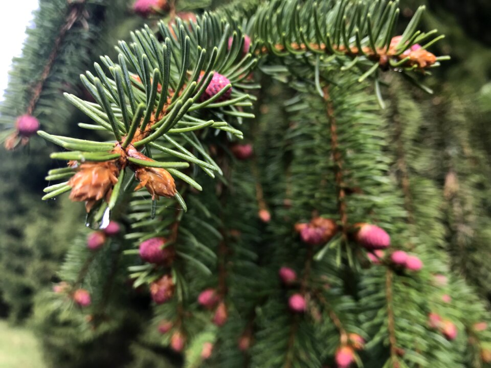 Evergreen conifer needle