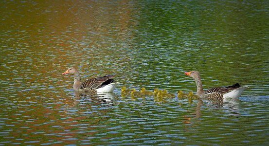 The wild geese family lake photo