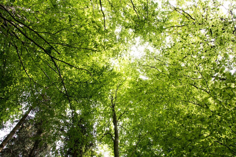 Deciduous forest trees nature