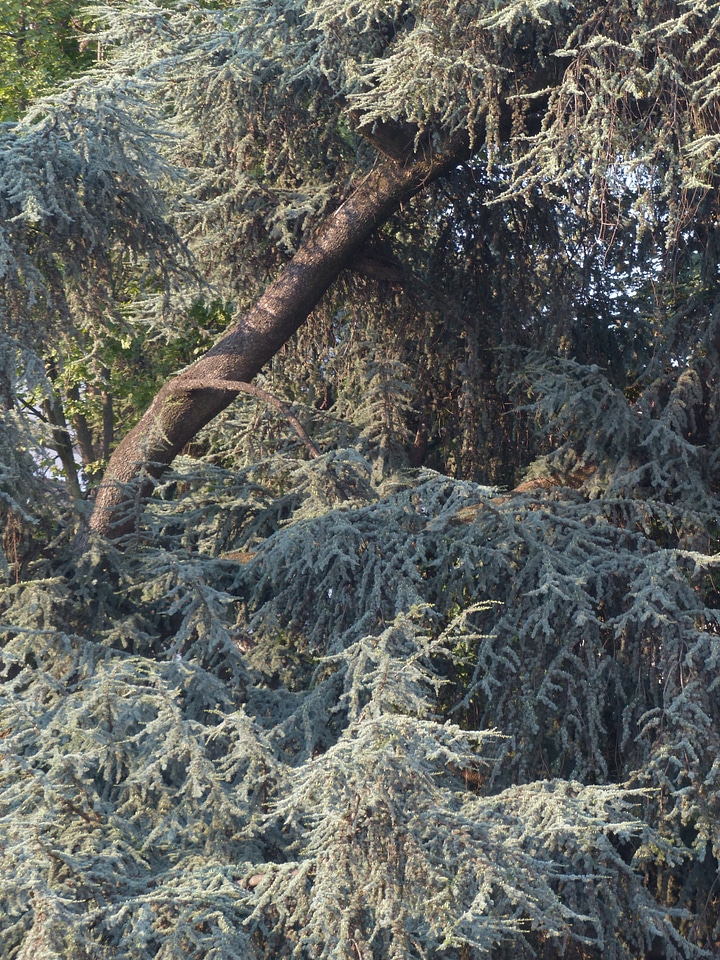 Branch pine bough blue atlas cedar