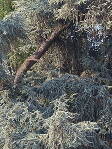 Branch pine bough blue atlas cedar