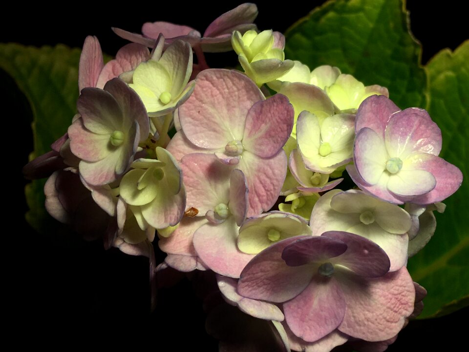 Flower pink flower petals
