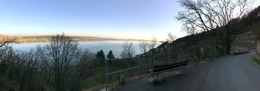 Tree landscape lake biel
