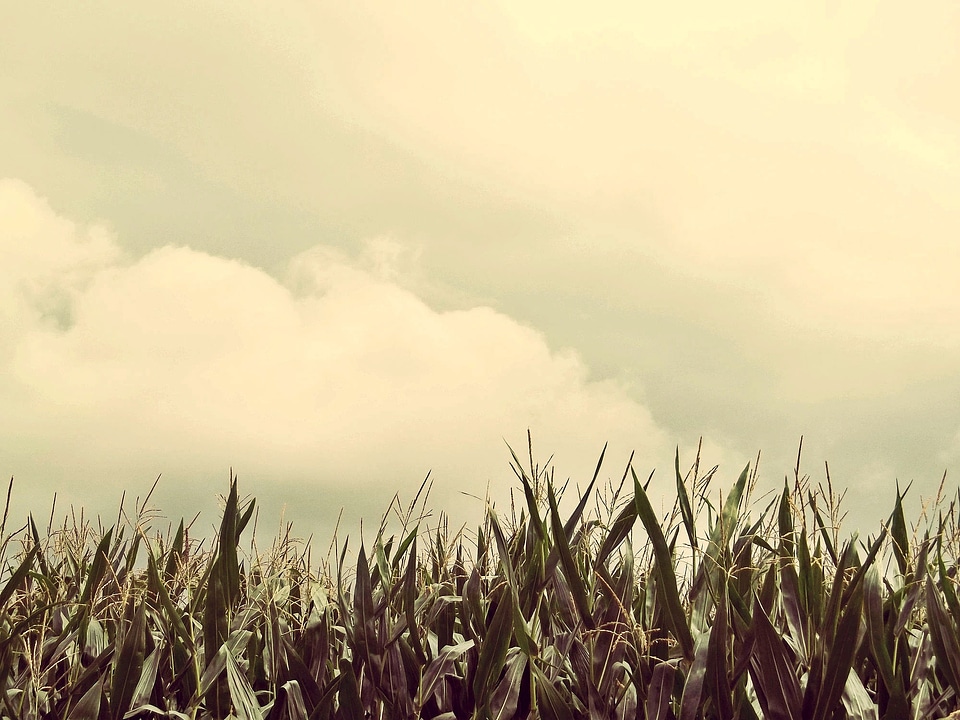 Agriculture corn on the cob summer