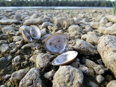 Seashore shellfish photo