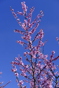 Almond blossom almond almond tree