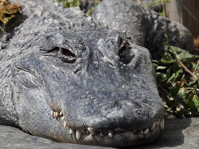 Nature alligator reptile
