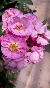 Garden petal