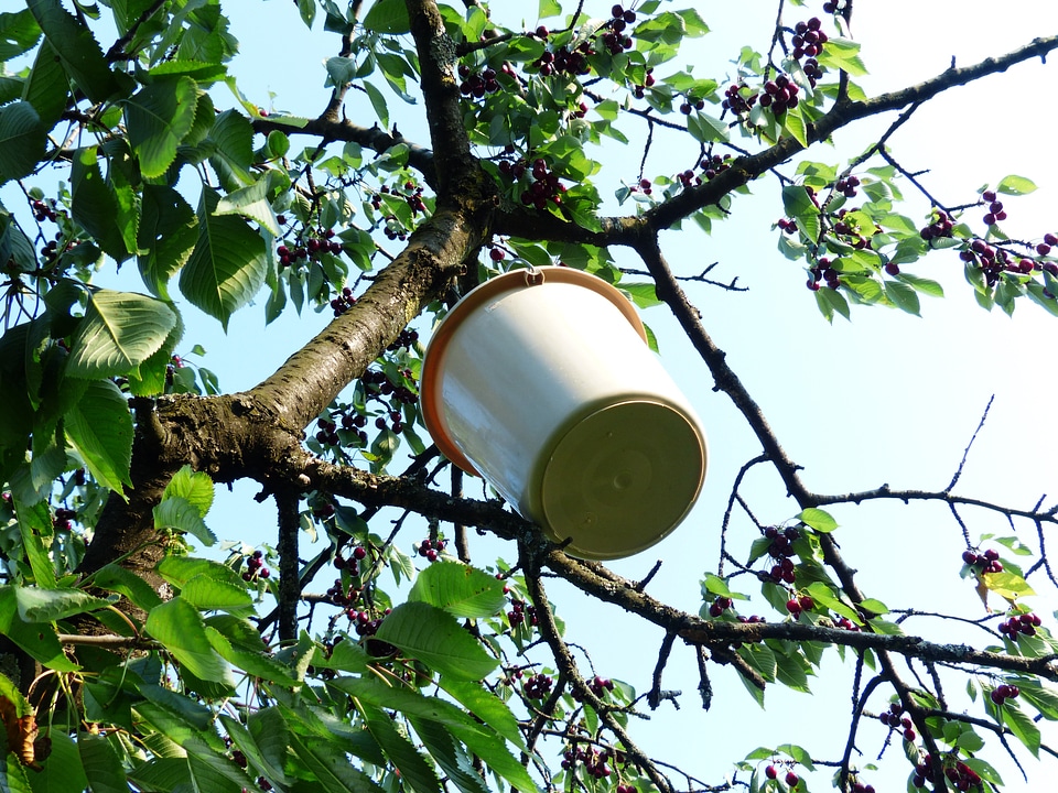 Fruit healthy leaves