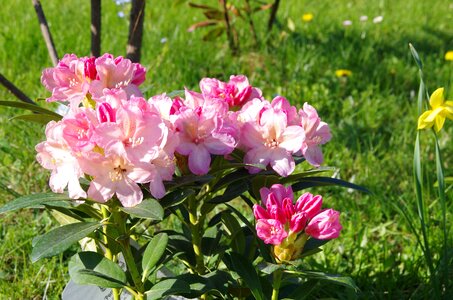 Garden blooming rhododendron