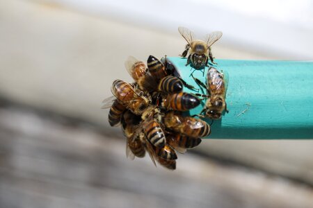 Bees water hose thirsty