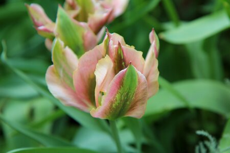 Petal green spring-flowering tulip spring