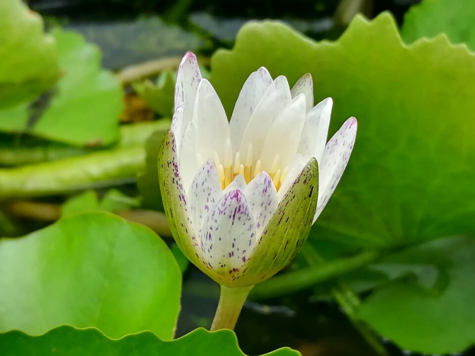 Lotus white Free photos