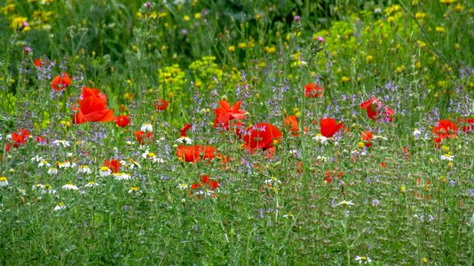 Papaver rhoeas l plant nature