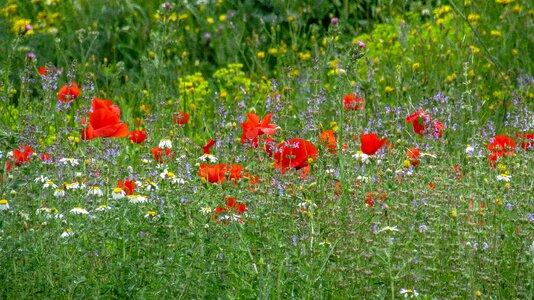 Papaver rhoeas l plant nature photo