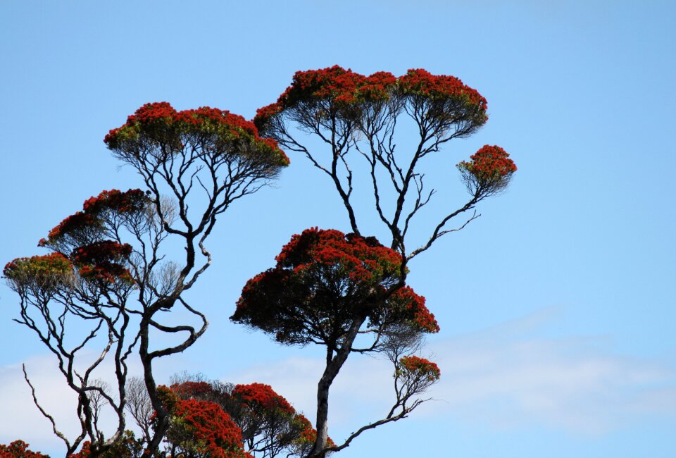 Flora landscape pohutukawa