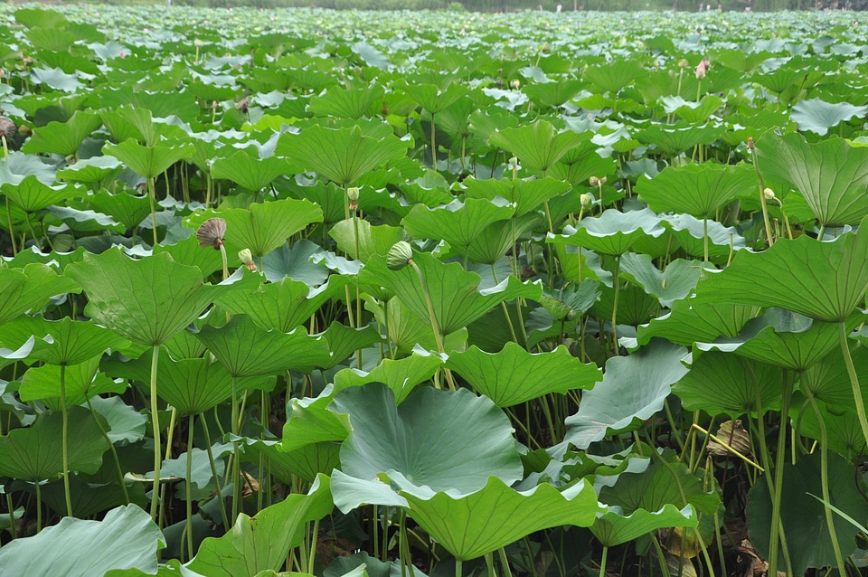 Flowers lotus leaf green leaf