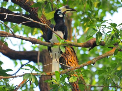 Animal tree outdoors photo