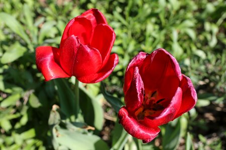 Leaf garden tulip