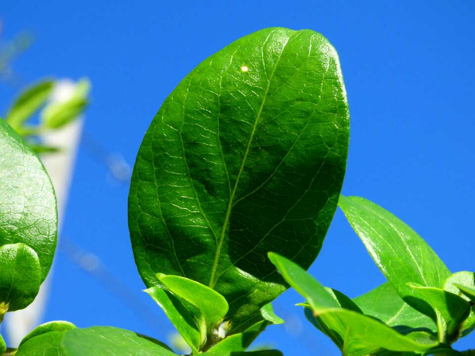 Freshness nature food