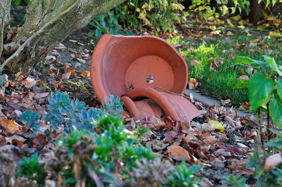 Garden autumn leaves