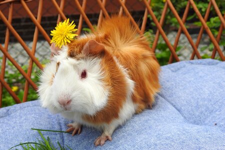 A little nature guinea pig sockets