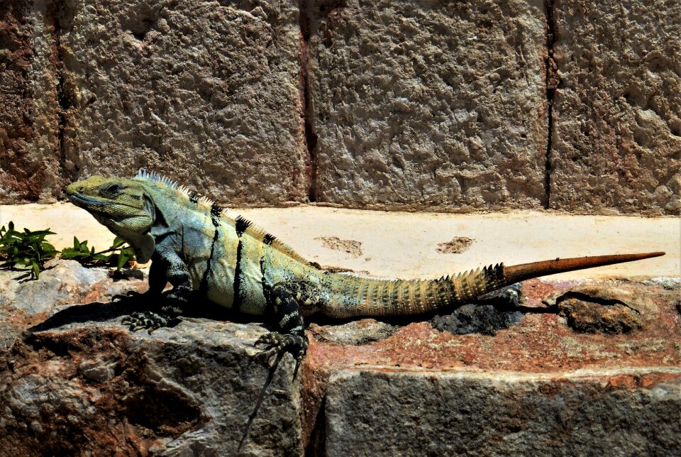 Mexico wild animal