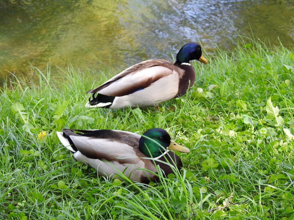 Animals wild ducks spring