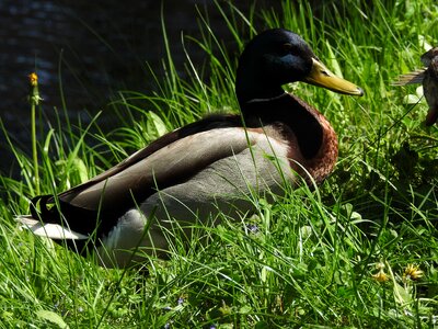 Pen animals duck