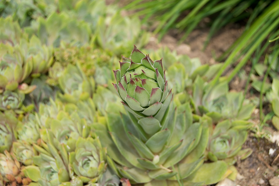 Pointed garden green