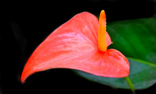 Nature leaf flora