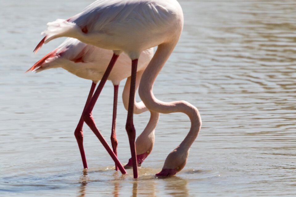 Water bird wildlife