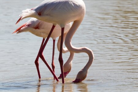 Water bird wildlife