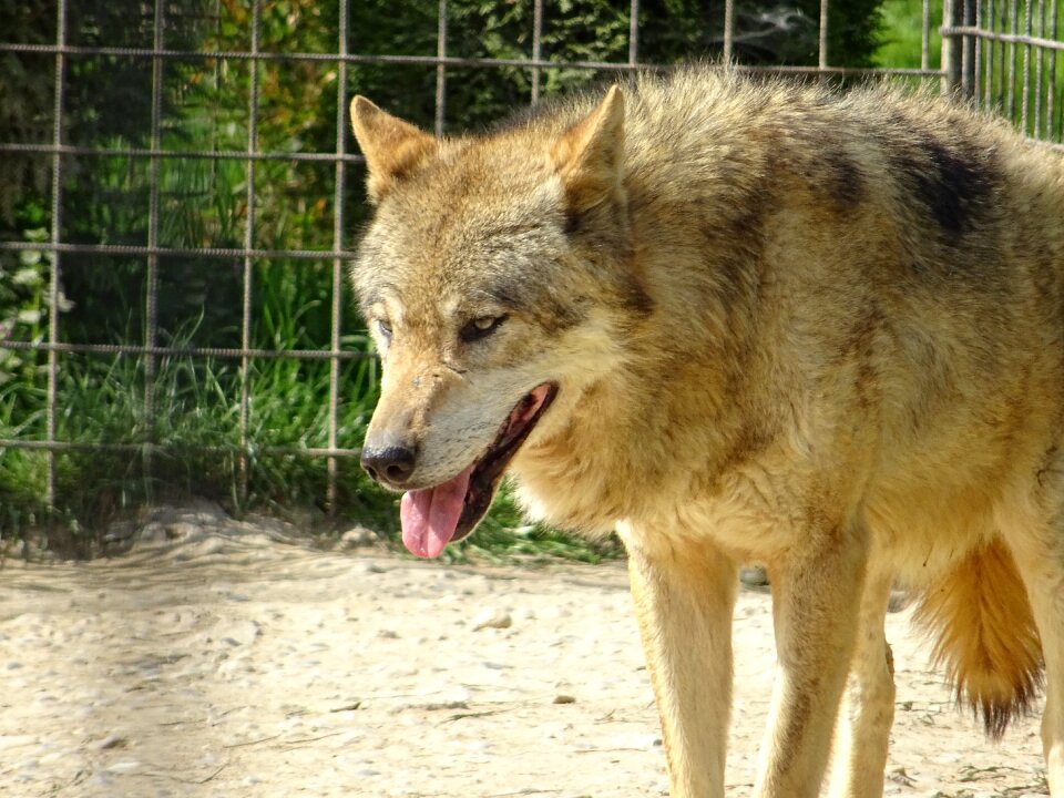 Wolf eurasian animal Free photos