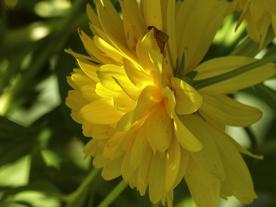 Flower nature petals