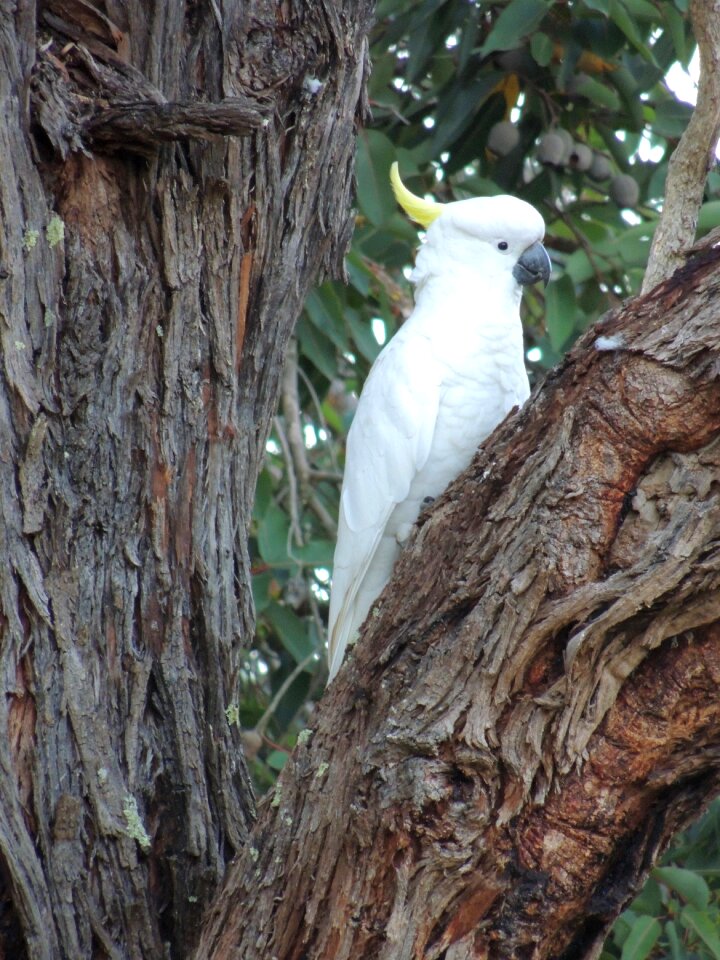 Bird outdoors wildlife