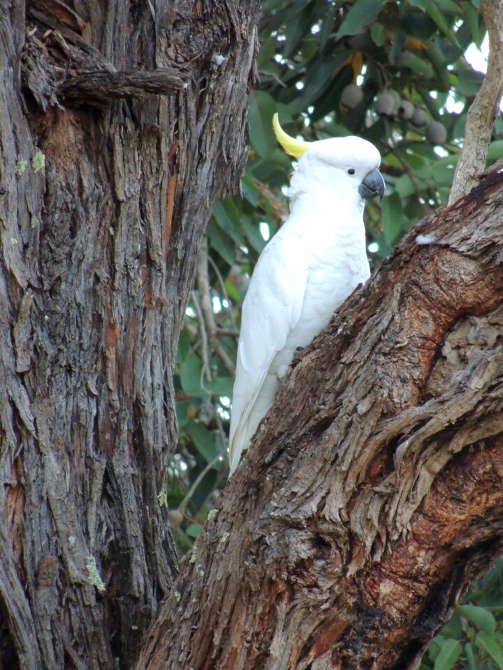 Bird outdoors wildlife photo