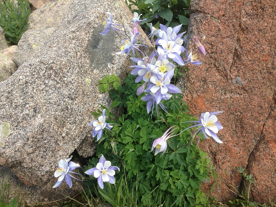 Blooming blossom botany