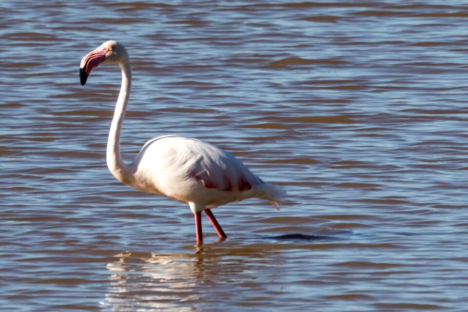 Water bird wildlife