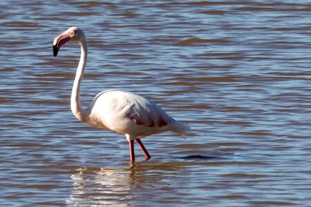 Water bird wildlife