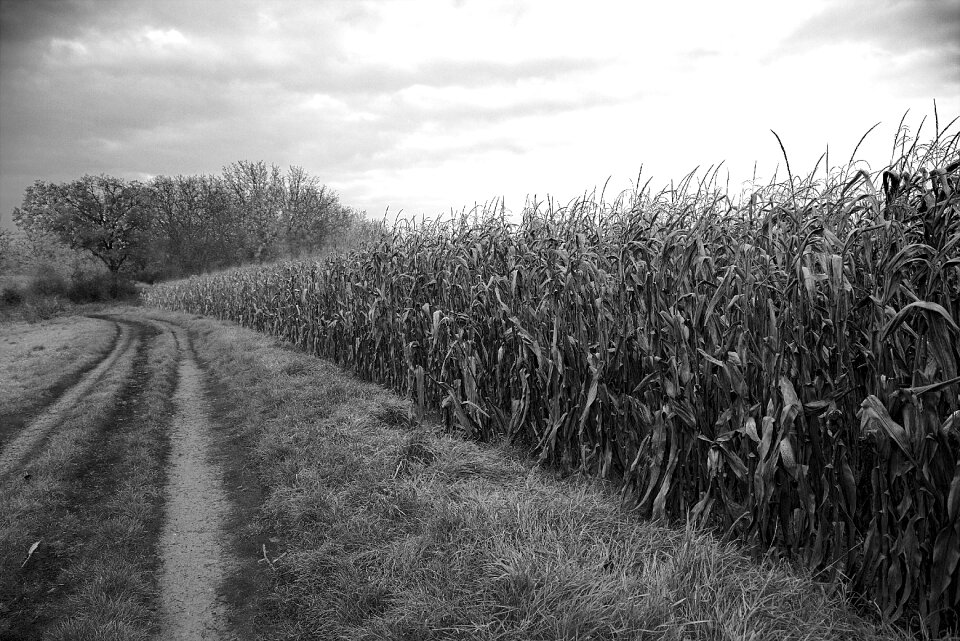 Farm landscape nature photo