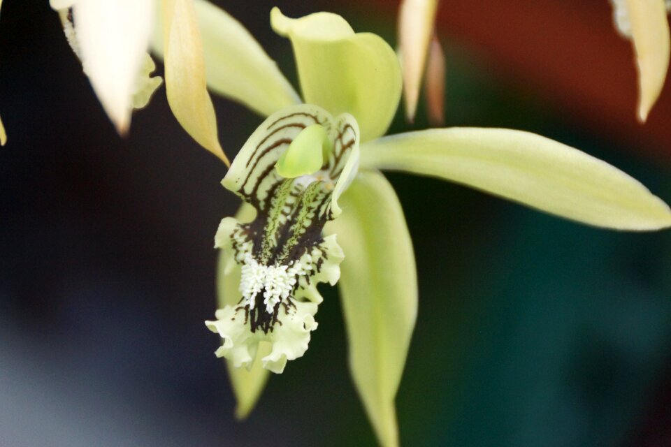 Leaf outdoors orchid