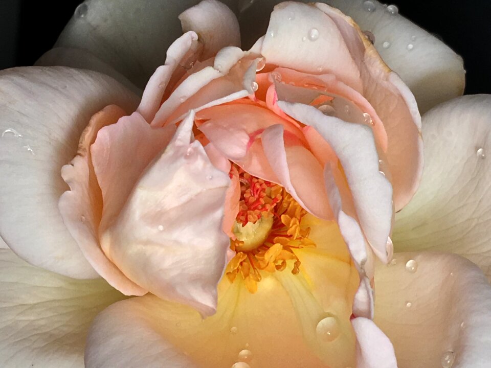 Stamens pink nature