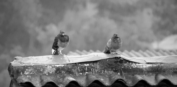 Nature outdoors pigeons