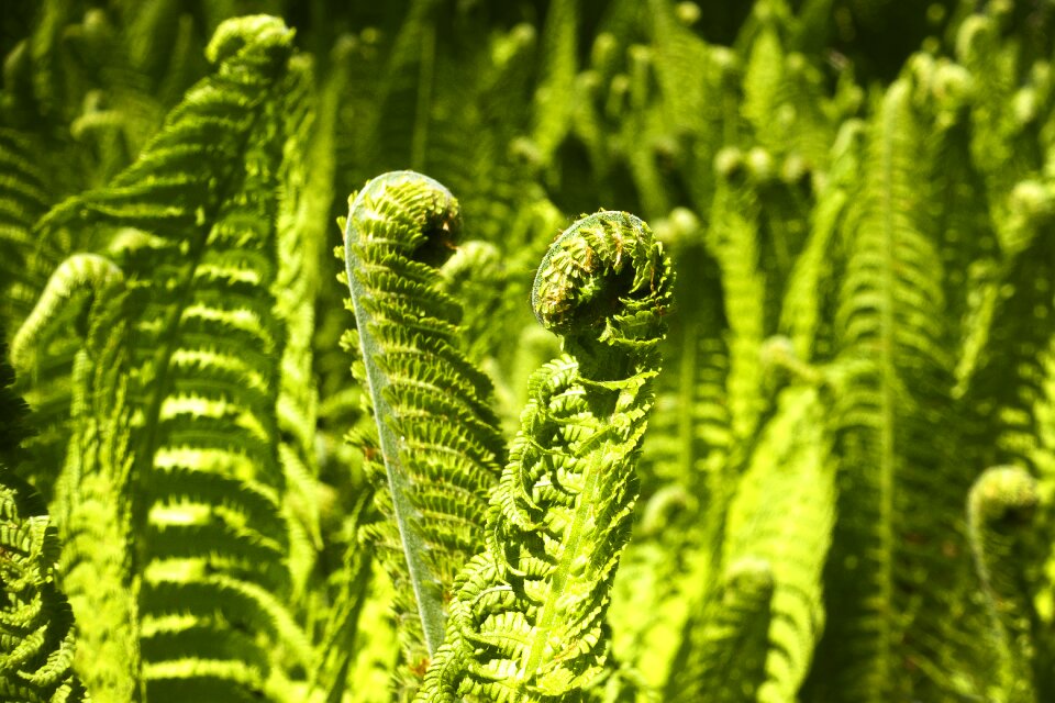 Plant vessel spores plant